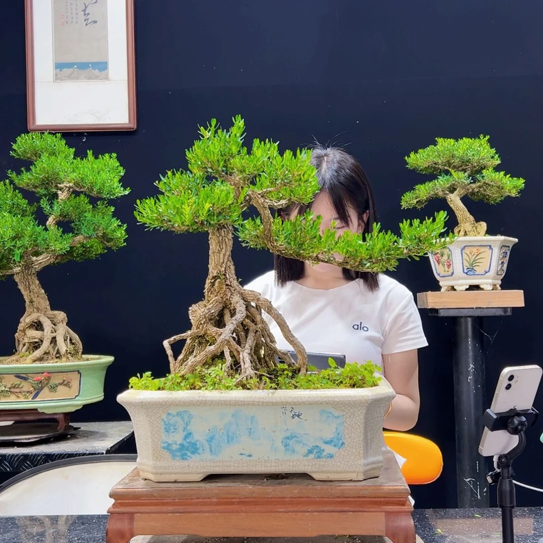 无花朵广东皱皮黄杨老桩四季常青