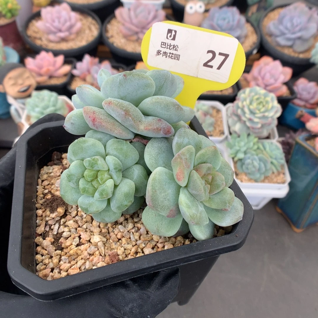 27 韩版冰玉石化多肉