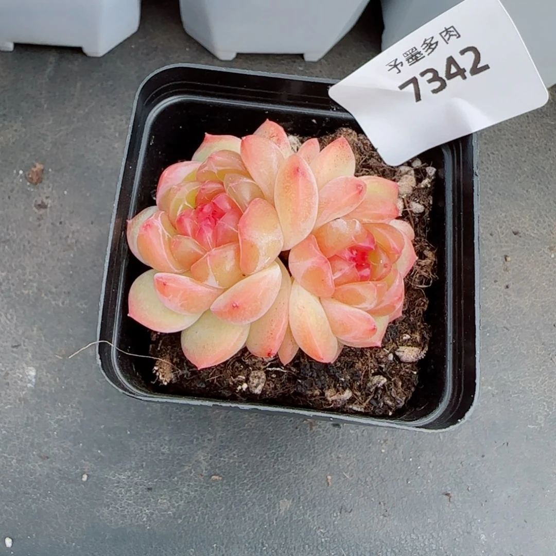 拿铁奶沫，7342多肉植物