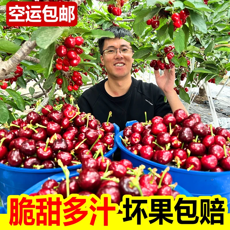【顺丰冷链-美早】山东露天大樱桃酸甜新鲜水果dy