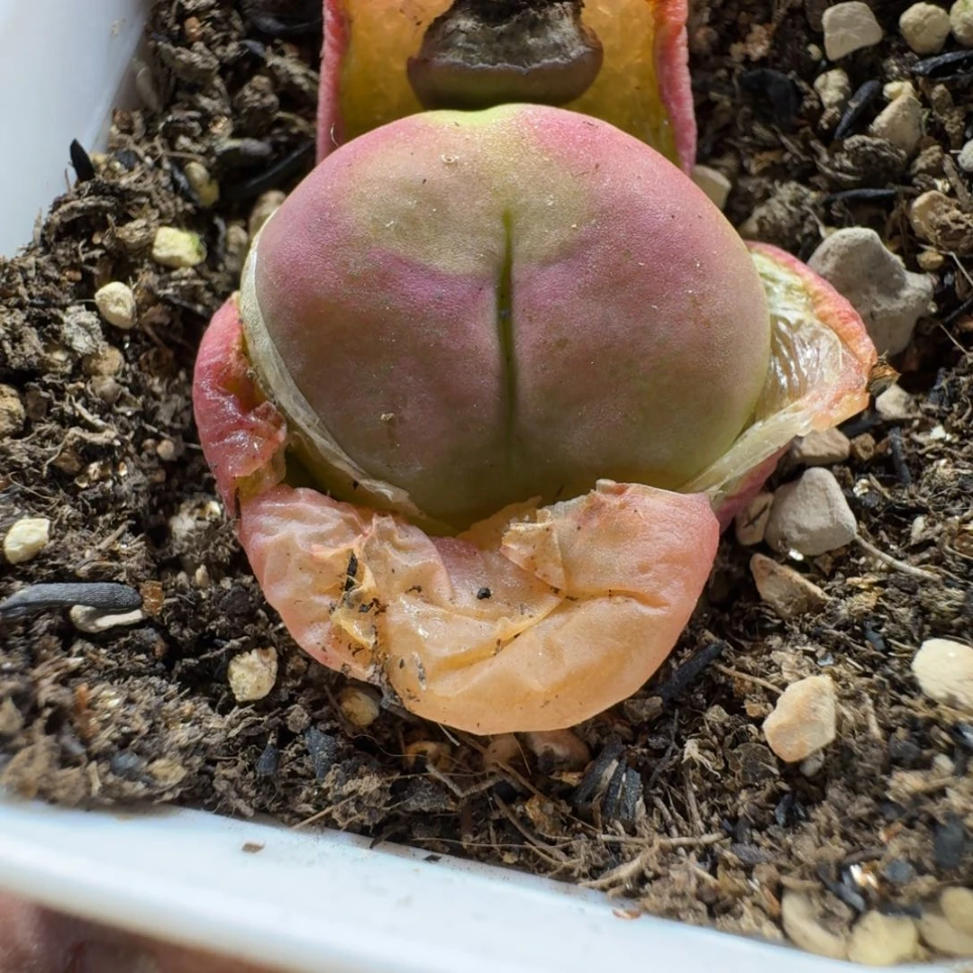 2993。水蜜桃一颗