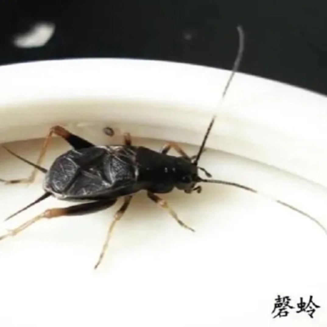 TIGER老虎科普好物·磬蛉明信片包装盒两个