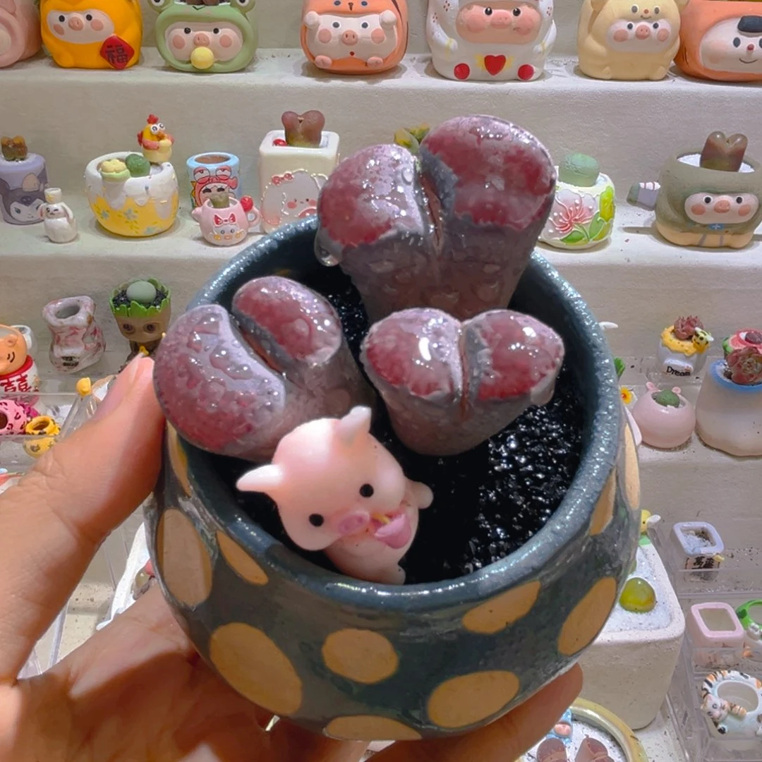 022三头紫菊带盆土一套98