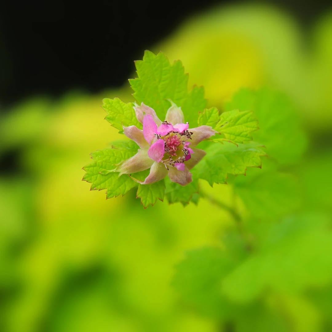 金叶茅莓绿植草花盆栽果子可食耐寒耐热好养易活蔓性植物盆栽苗