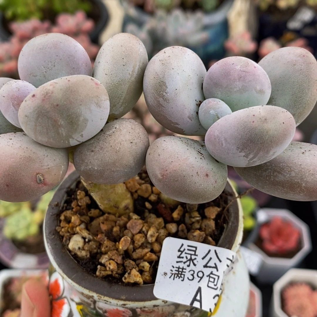 3200水光针10cm多肉