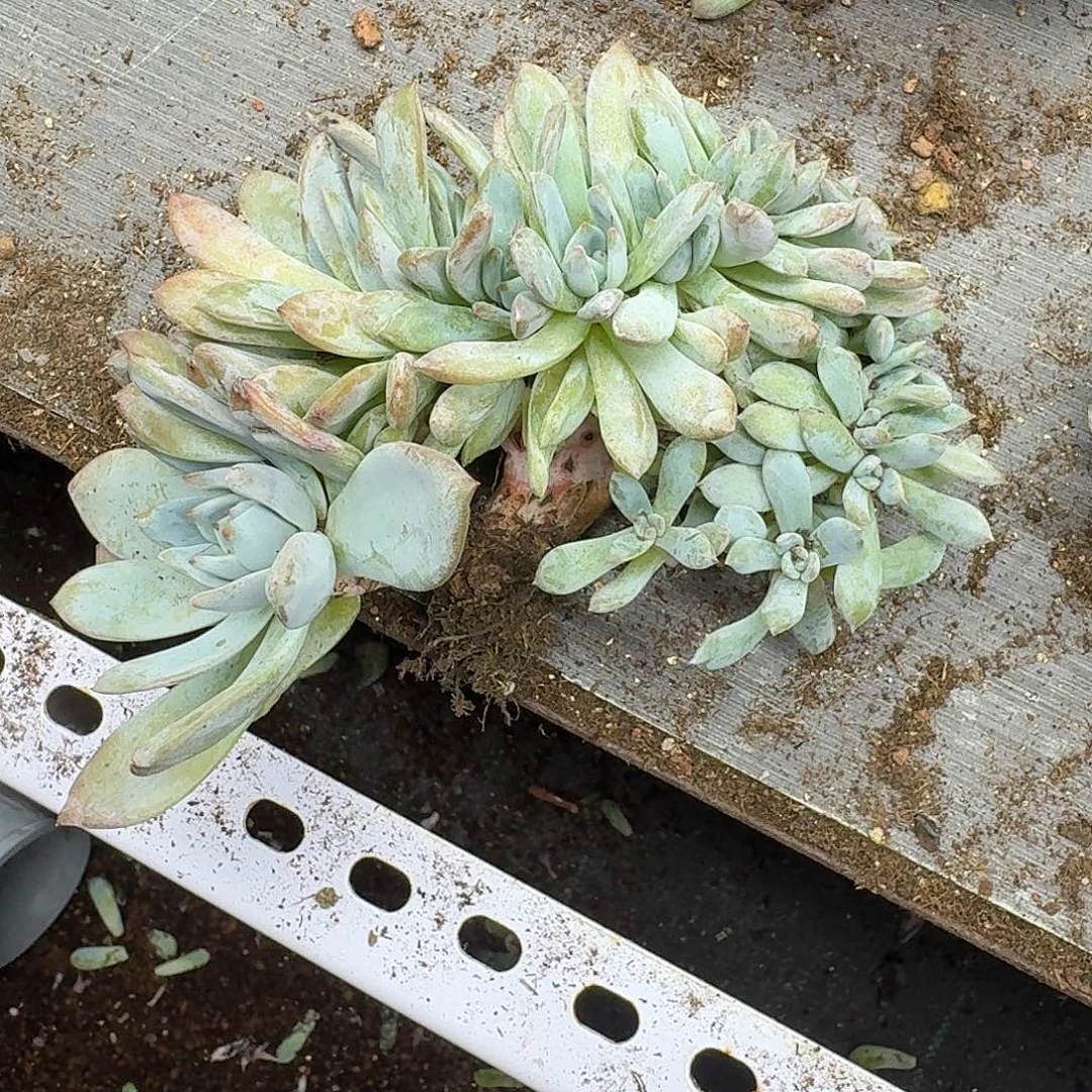 星影树缀19头带缀瑕