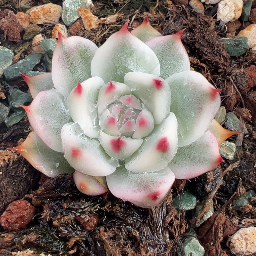 精控吉娃娃锦，覆轮锦介意小慎拍