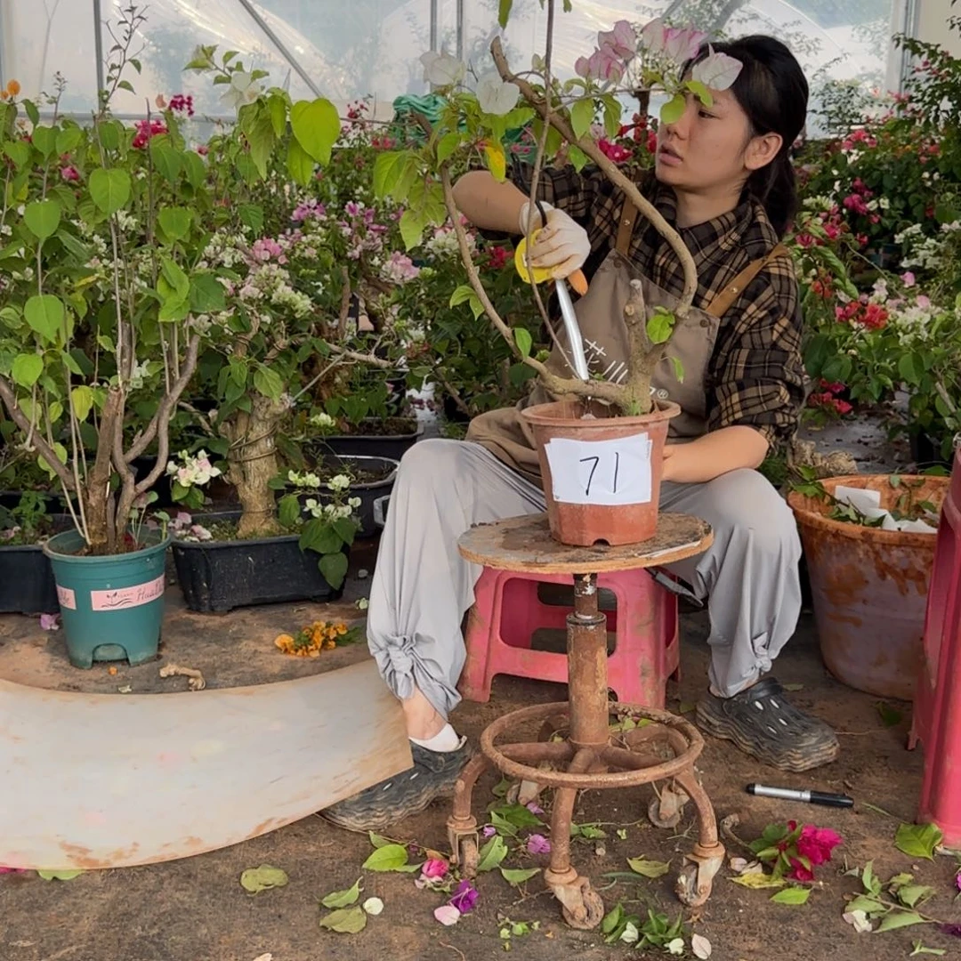 大部分花苞少量开放口红 71