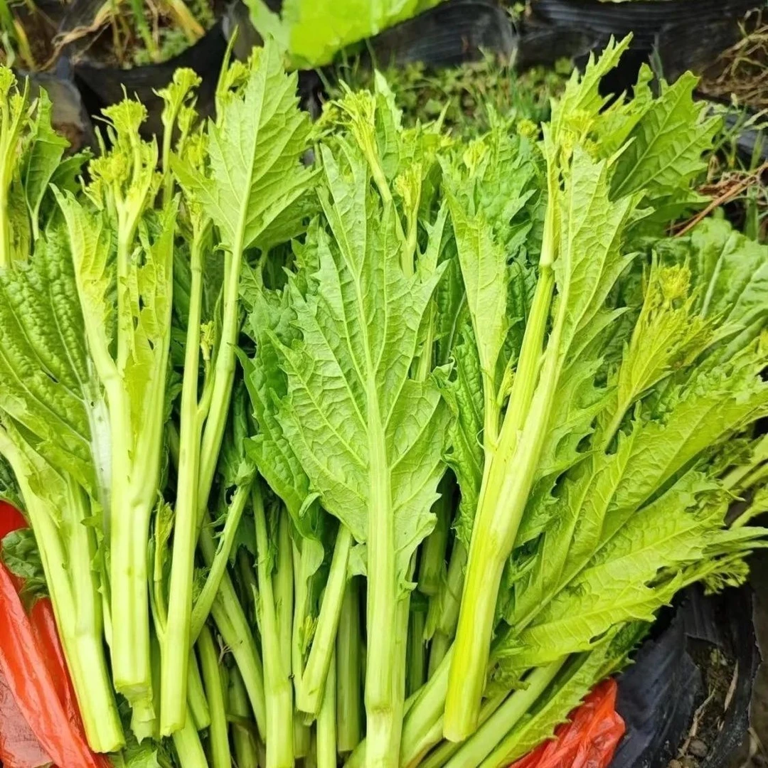 农家露天新鲜芥菜苔花边芥菜苔新鲜蔬菜辣菜心呛鼻菜