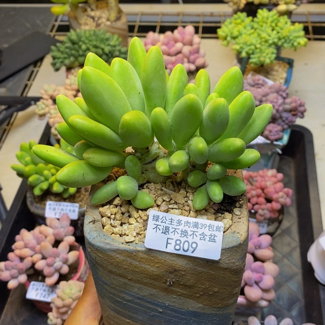 809金蟾芒果奶多肉10c m
