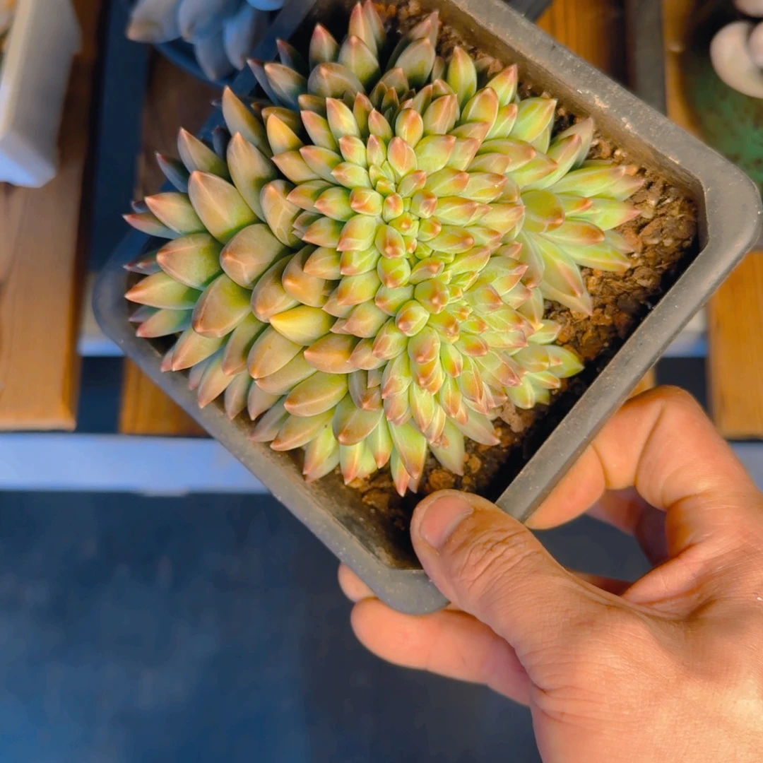 彩逸逸缀多肉11111111111