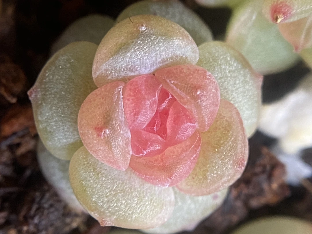 精品溏心组合花卉多肉植物适合室内办公室阳台