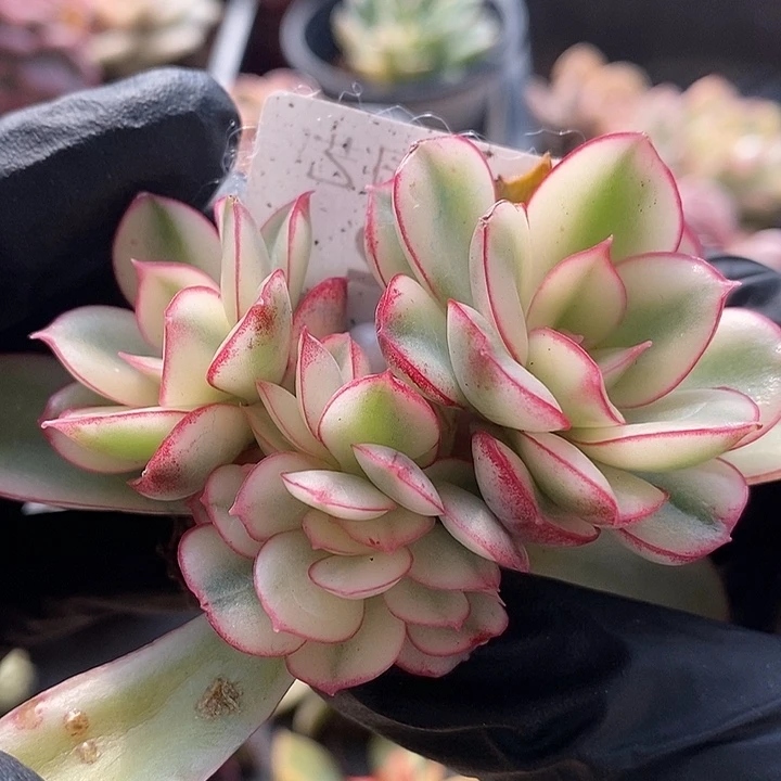 红花女王锦底座多肉植物