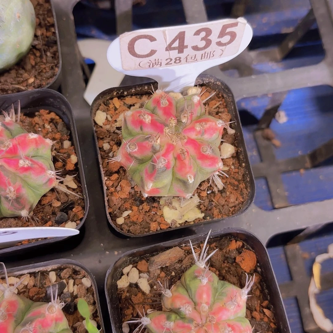 C435粉钻一物一拍