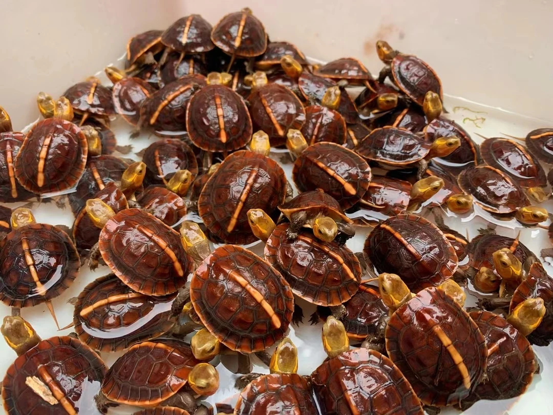 黄缘乌龟直播链接