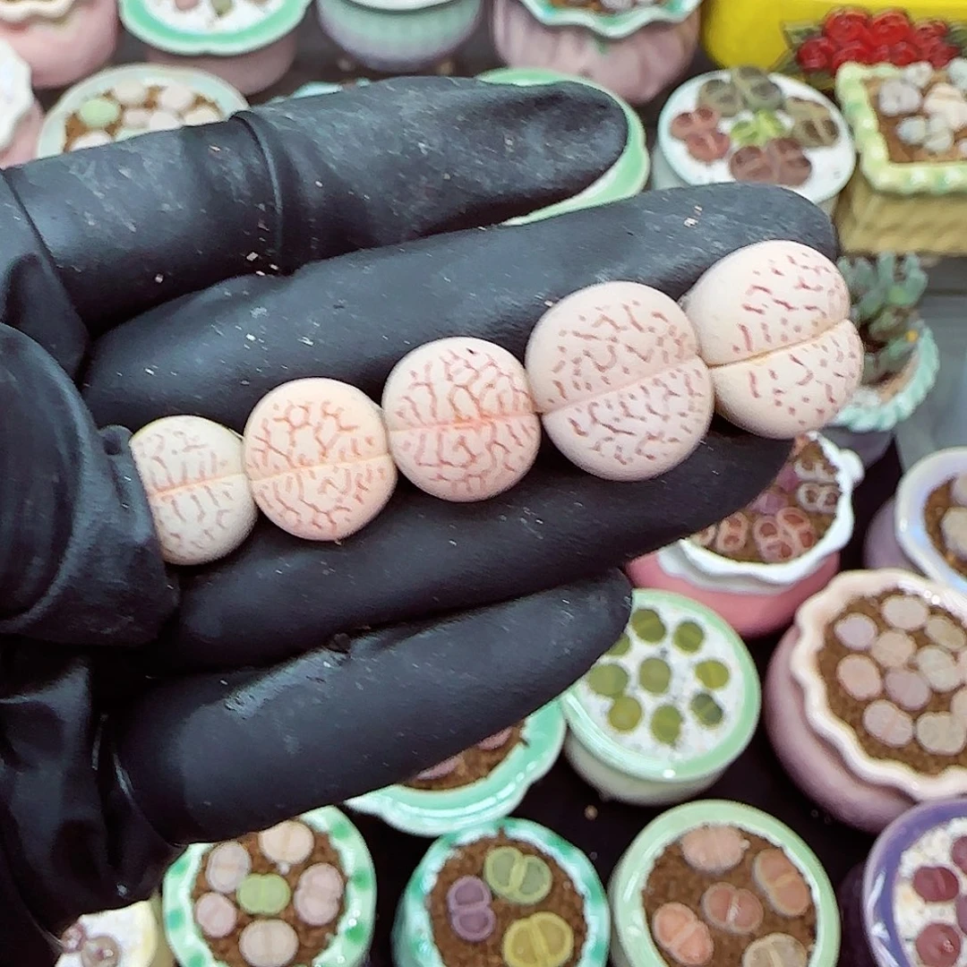 生石花满18包邮1127-25