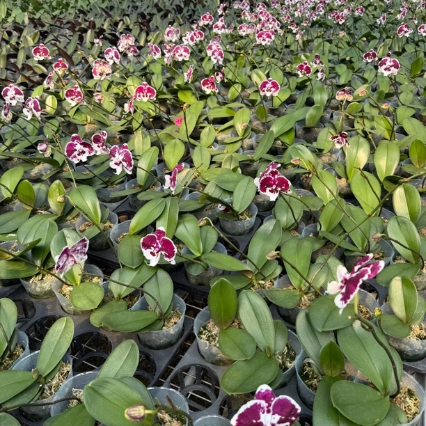 植趣花卉【一千零一夜】3.5寸加高杯花苞株 单双混发 弱根