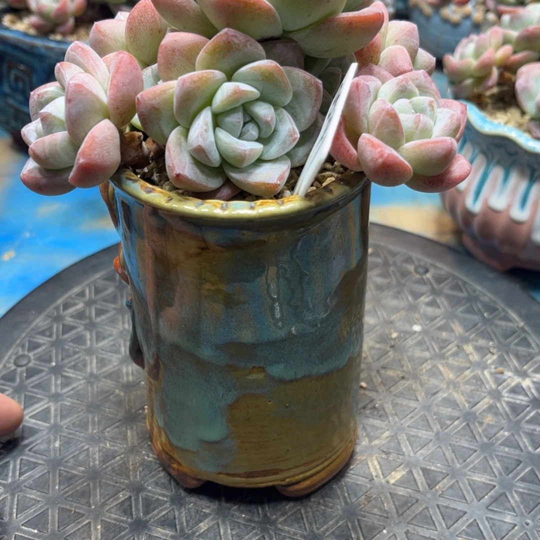 0541冰玉飘枝老桩9头12厘米