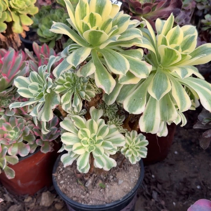 994迈巴赫缀群生老桩