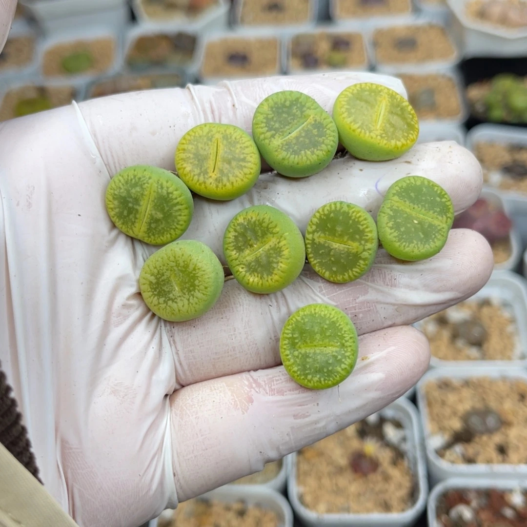 多肉植物一物一拍93