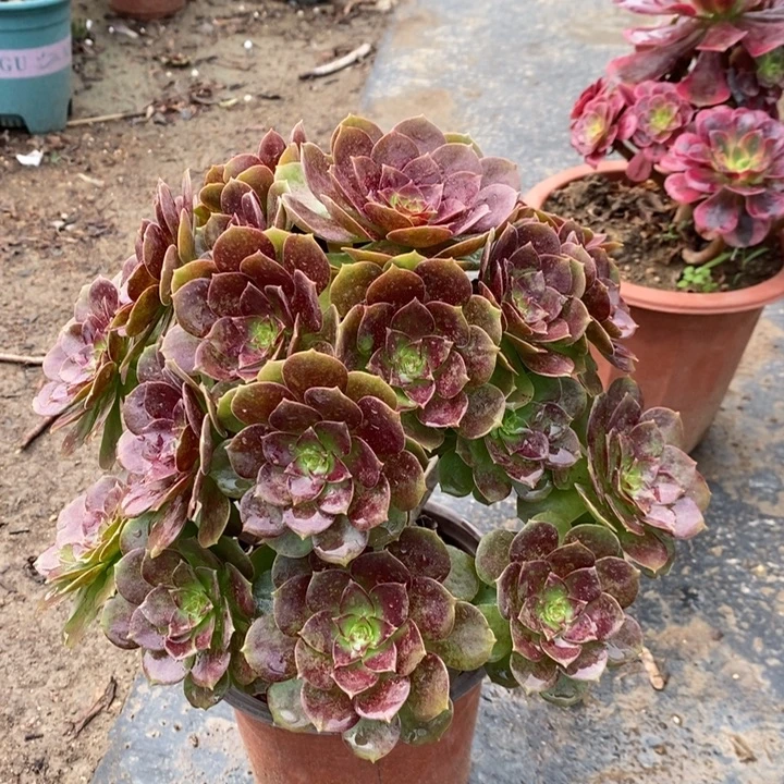 赤焰莲多肉植物53