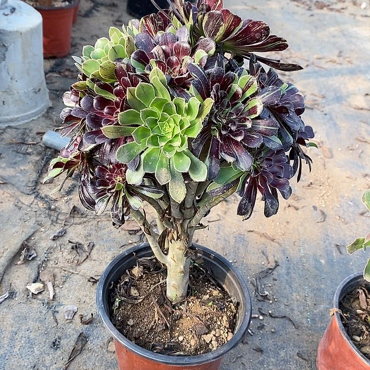 水墨丹青17多肉植物法师法师