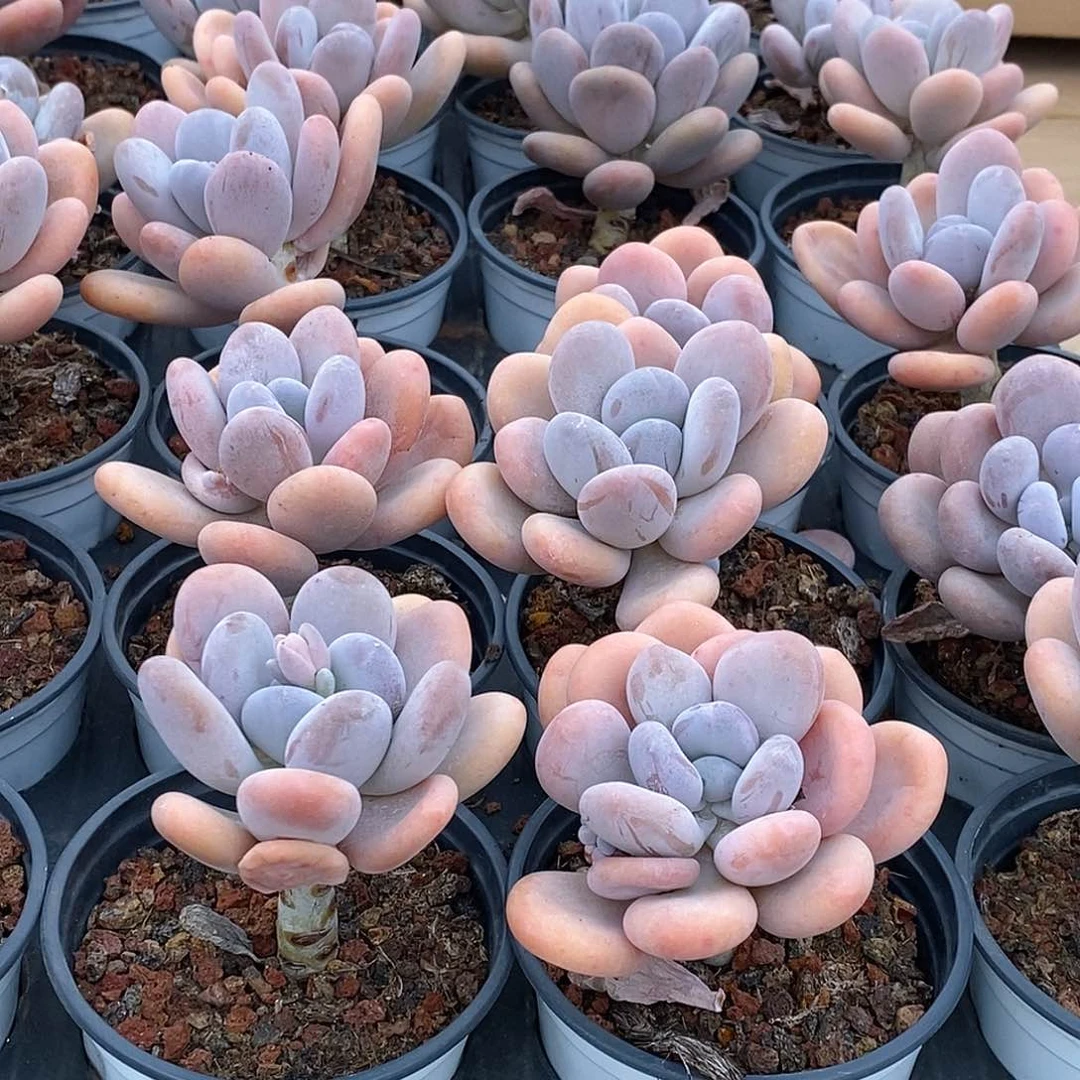 金汇园艺，29桃美人单头