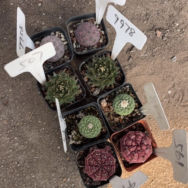 国***L8棵好养皮实好活