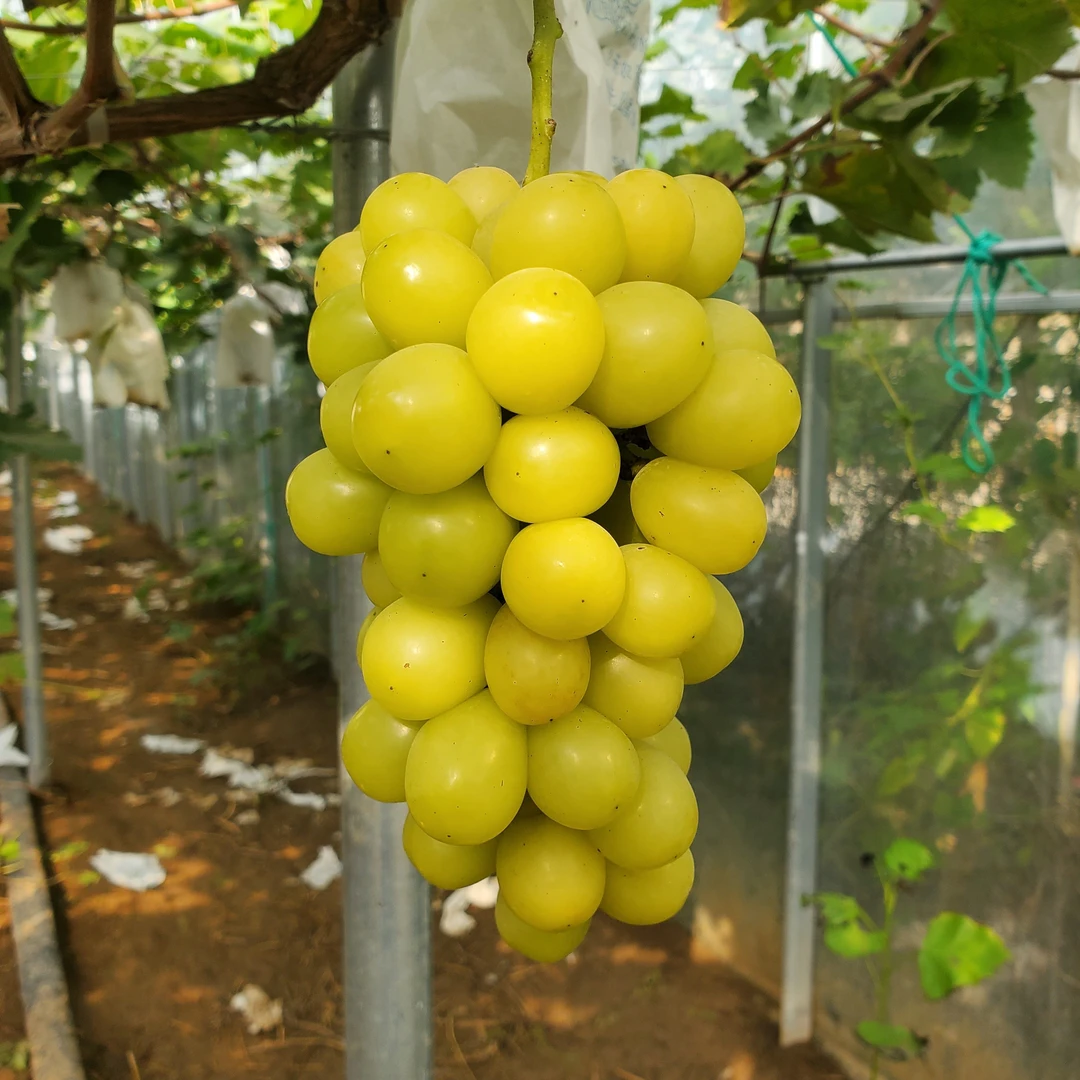 黄葡萄阳光玫瑰脆甜当季现摘包邮新鲜水果