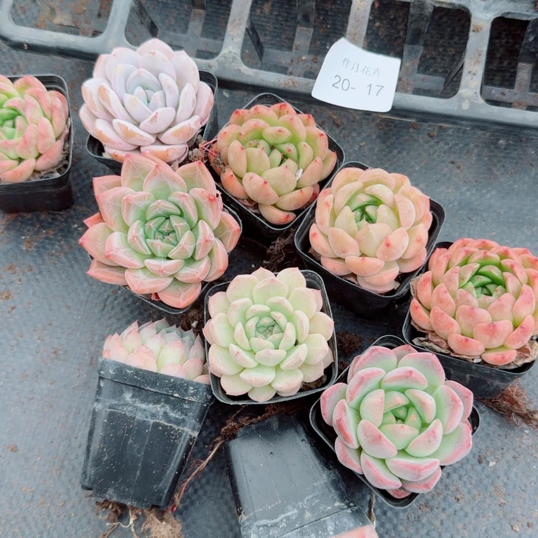 满盆带颜色杂交十棵量拍右五20-17