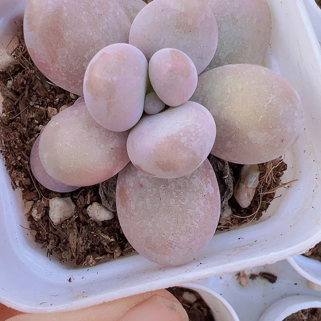 文斯通奶酪19包邮