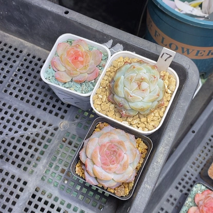 【闪购商品】秋****q17一筐3颗多肉