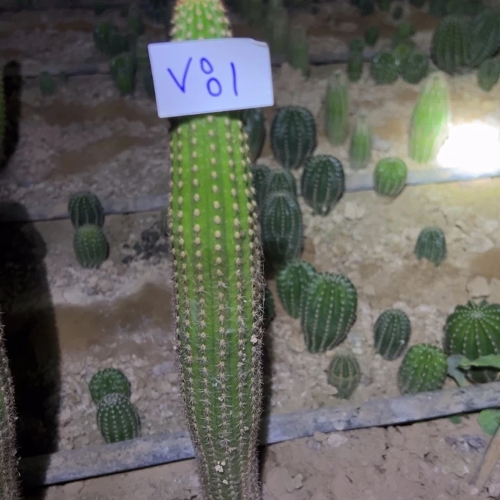 三***三V81两颗金妞卡布奇诺50