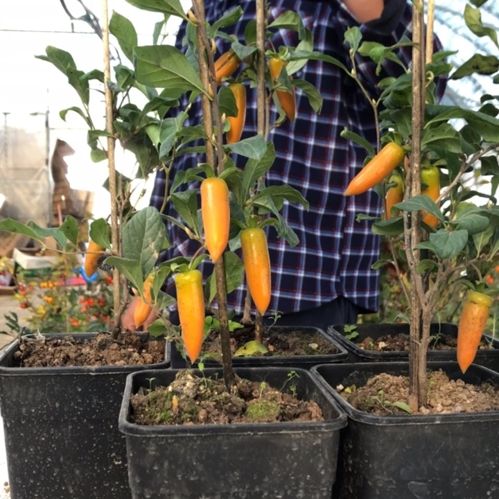 无花朵老鸭梦之那