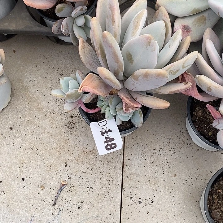 l***然148粉兔多肉植物多肉