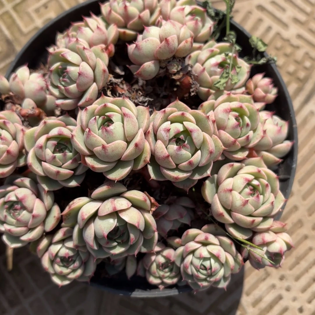 同温层多肉178笨吧