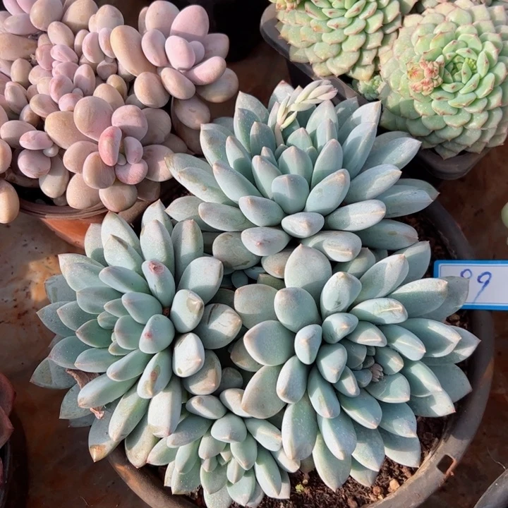 99奶糖平平安安健健康康