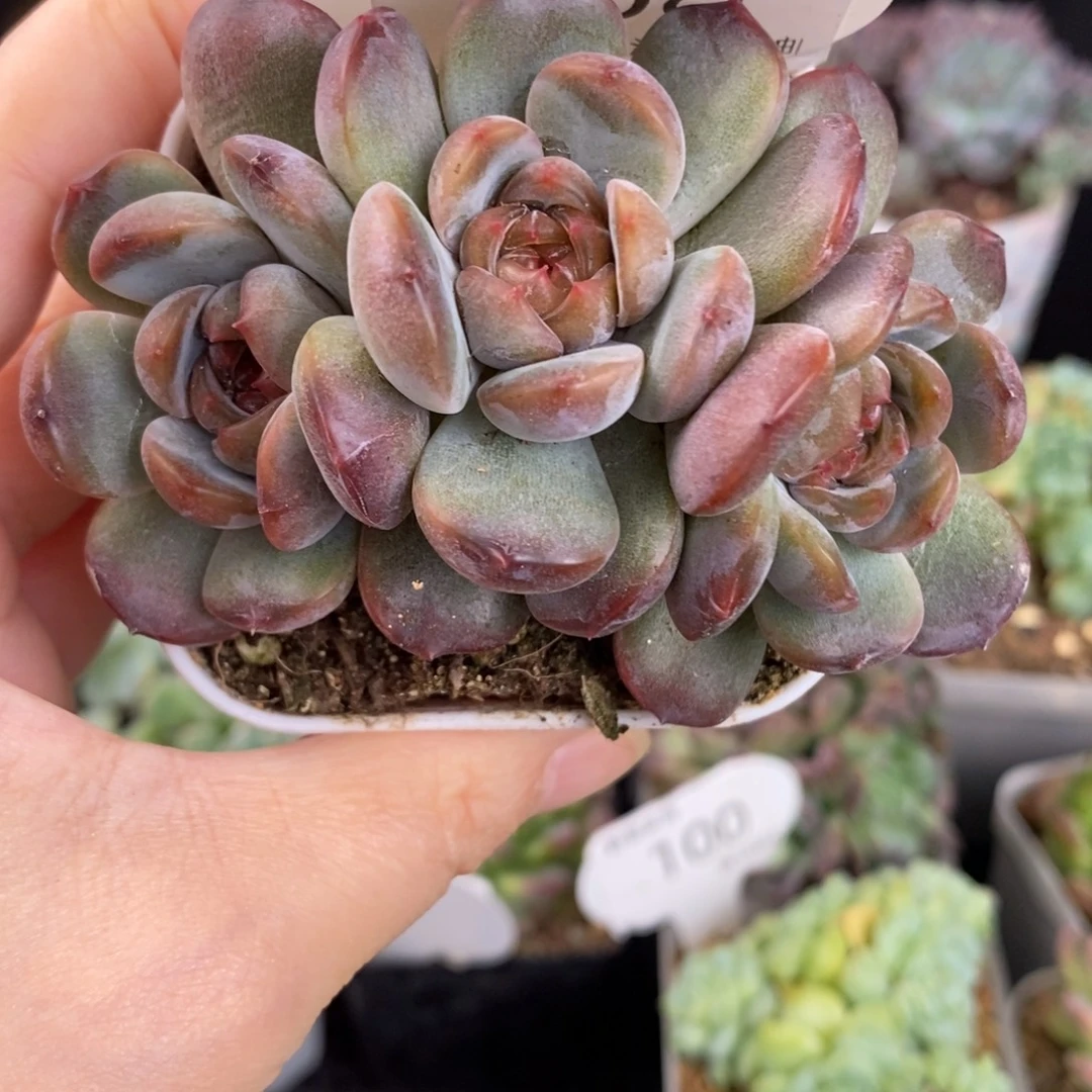 红恋三头一颗108号