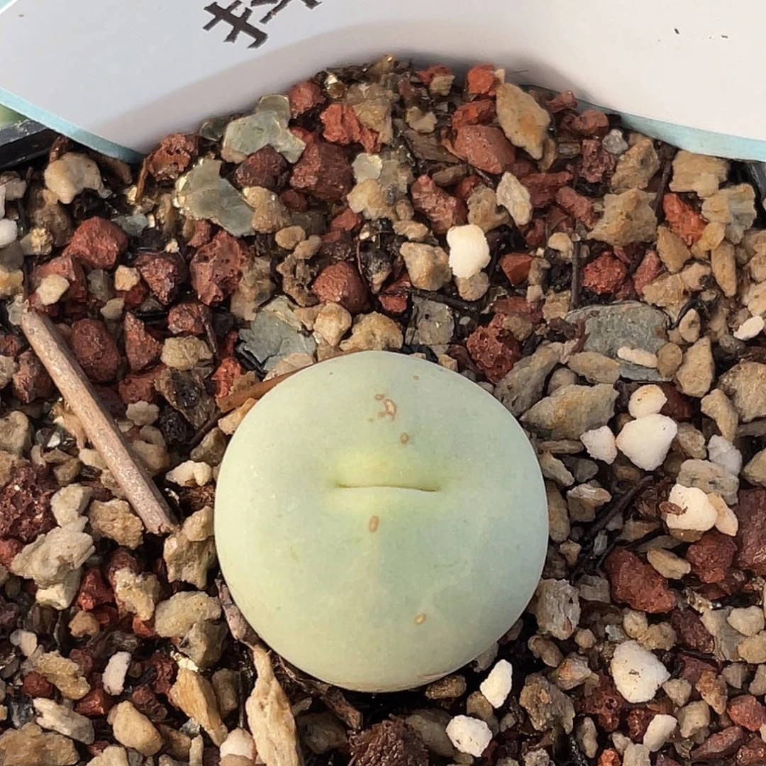 17-15嘴多肉植物肉锥