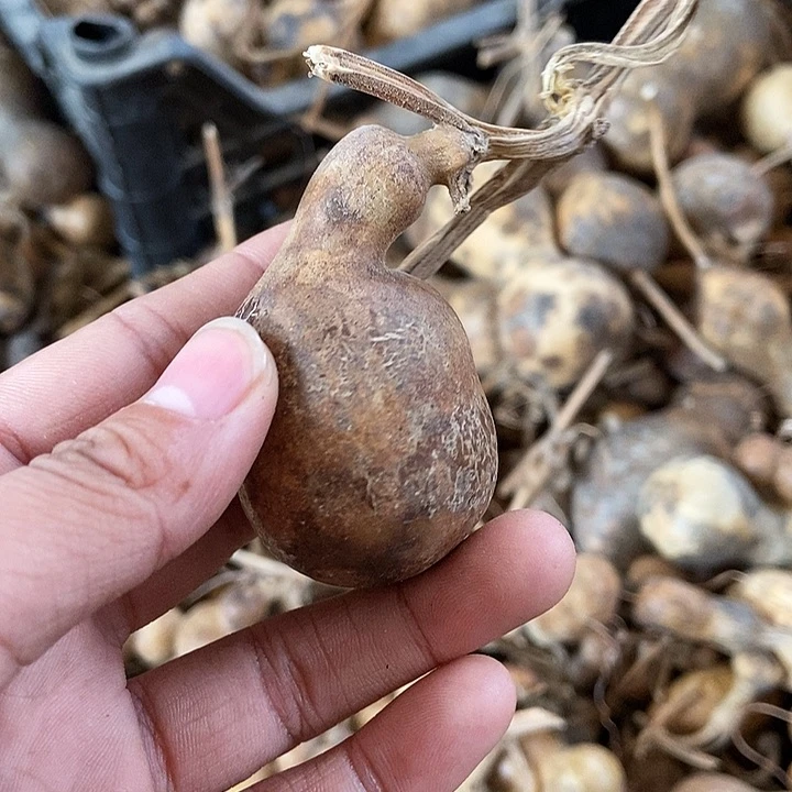 金*娃bbhhhhjjhjjjjj