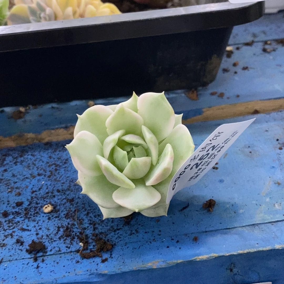 252露娜锦炸多肉植物哇啦塞