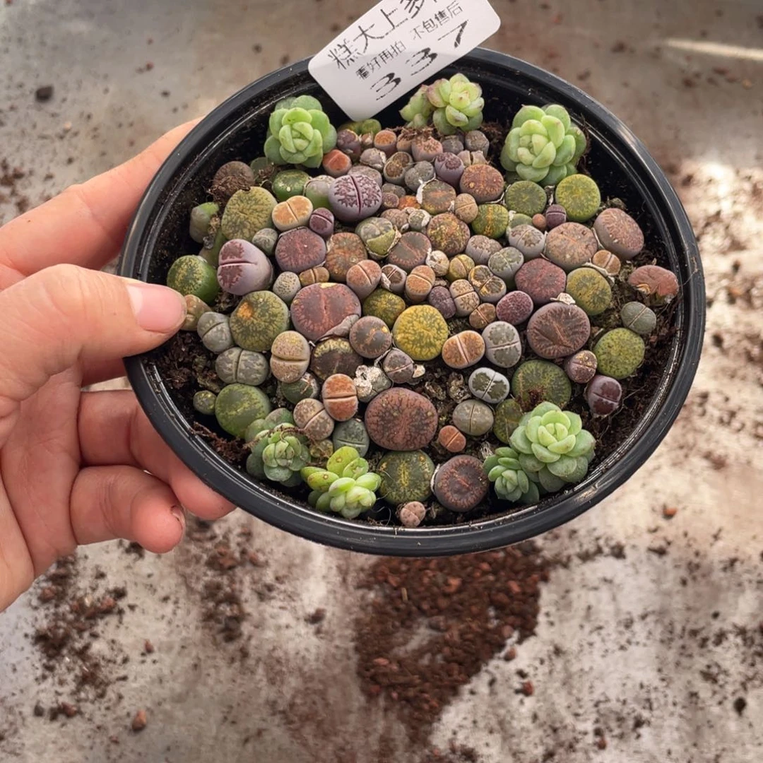 糕大上多肉植物337