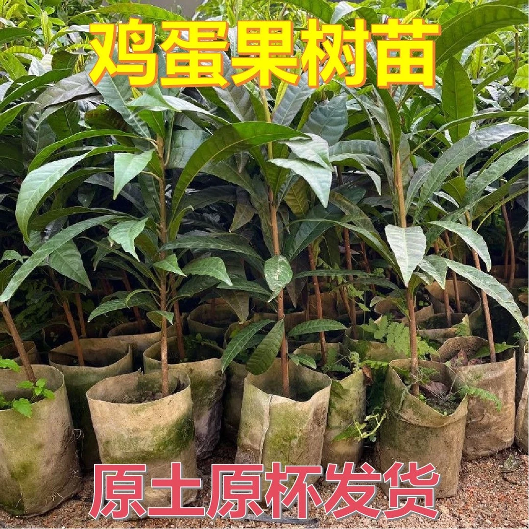 正宗蛋黄果苗鸡蛋果树苗优质杯苗精品鸡蛋果盆栽地栽当年结果耐寒