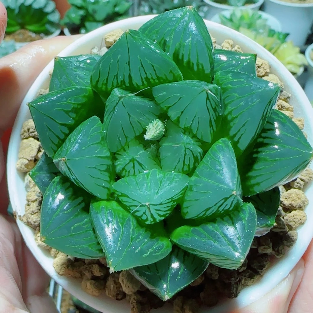 胖娃娃玉露多肉植物
