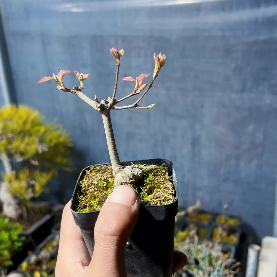 1花**猪盆景11111111