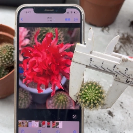 彩草红卷卷2公分左右侧芽