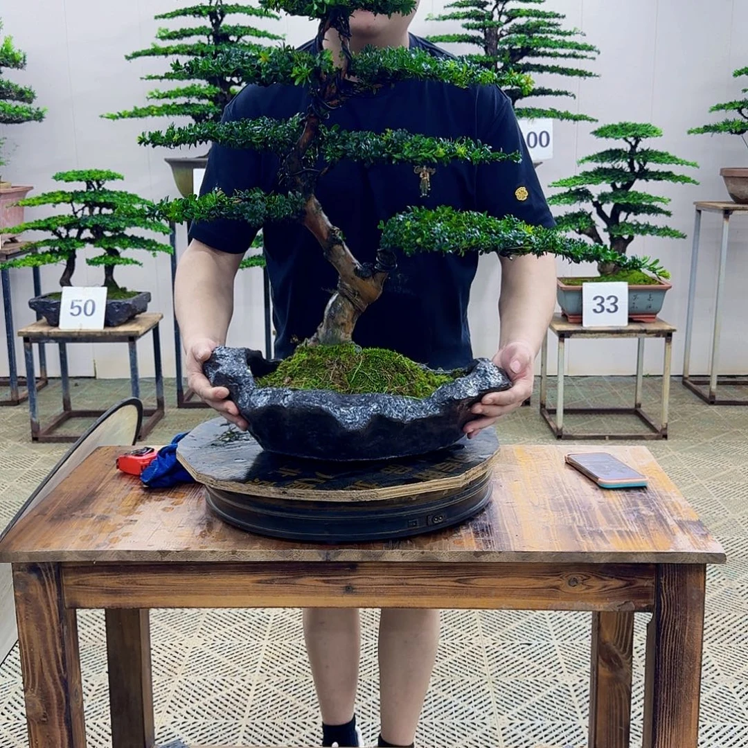 无花朵珍珠红芽罗汉松造型盆景