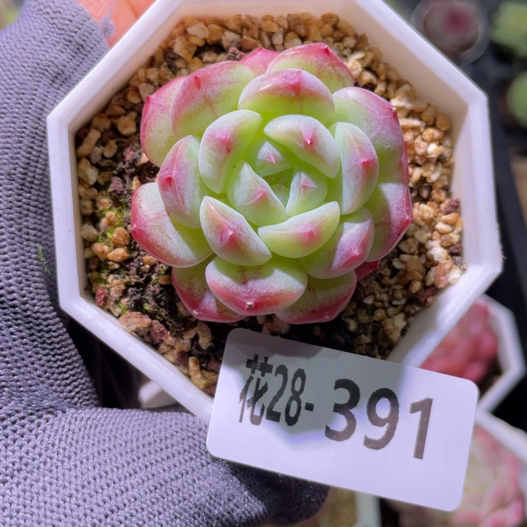 花利美28-391白桃汽水