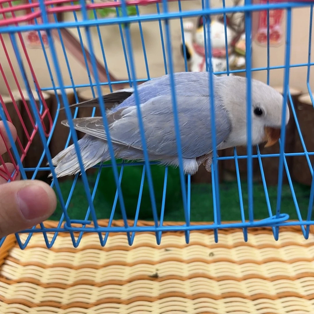 桃脸牡丹鹦鹉02088 紫薰m