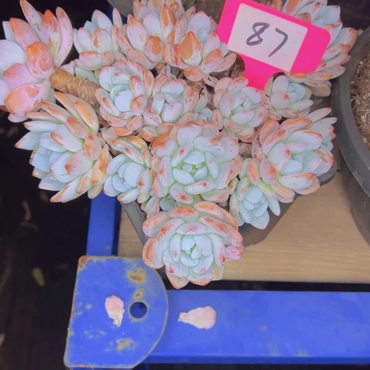 蓝***天87/////////////////////